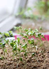 Group of green sprouts growing out from soil