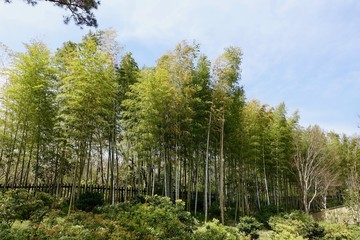 春の竹林