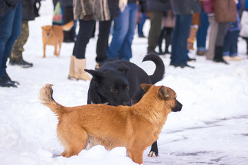 Lonely homeless dogs on snow