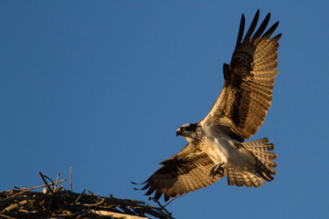 Osprey in flight