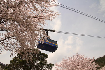 桜とロープウェイ