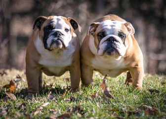  mother and daughter bulldogs outside