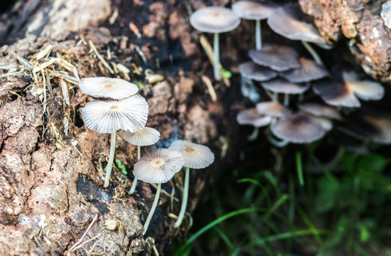 Fungus Mushroom grownup on timber