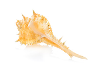 sea shell isolated on white background