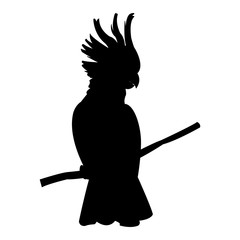 cockatoo tropical bird icon image vector illustration design  black silhouette © Jemastock