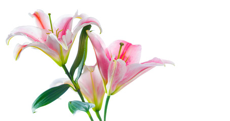 Pink lily flower bouquet isolated on white background