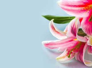 Pink lily flower background