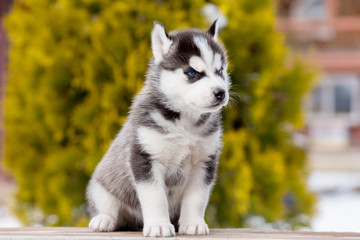 small blue-eyed puppy of a husky. Is sitting. looking away