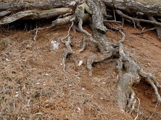Корни  сосны © igor2