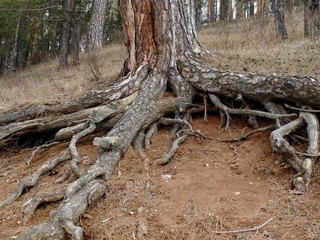 Корни сосны © igor2