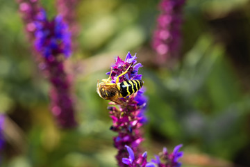 Bee on violet  and purple flower collecting pollen. Macro.