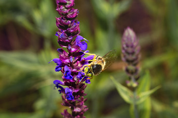 Bee on violet  and purple flower collecting pollen. Macro.