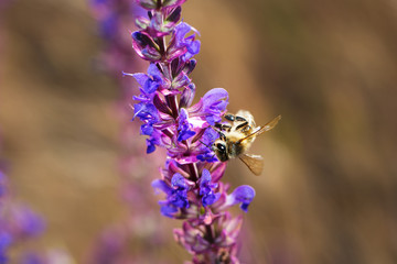 Bee on violet  and purple flower collecting pollen. Macro.