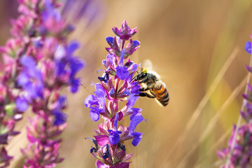 Bee on violet  and purple flower collecting pollen. Macro.