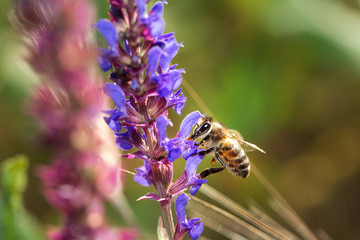 Bee on violet  and purple flower collecting pollen. Macro.