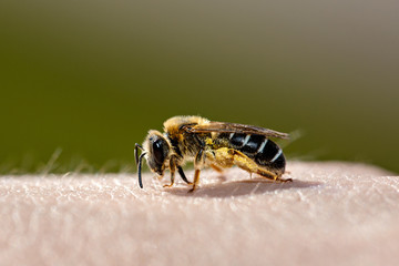 Bee sits on human skin. Green background. Close-up.