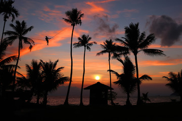 Man climbing coconut and use the rope across to another tree to harvest in the garden against the sky in the evening.  