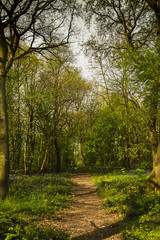 Woodland paths 