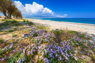 Blossom flowers at Maleme beach on Crete, Greece