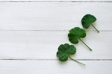 three leaves of geranium on a white wooden background. top view. copy space.