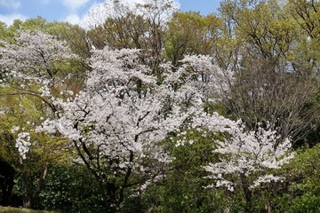 神代植物公園の桜