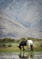 Fototapeta na wymiar Horses graze Mountain Range Landscape, Leh Ladakh , India
