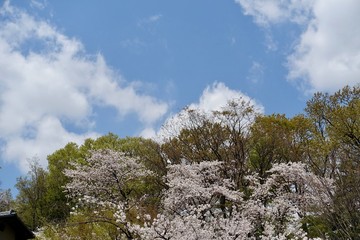神代植物公園の桜