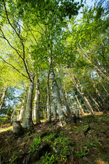 Oak forest in high mountains at high slope; low angle view, wide angle lens; 