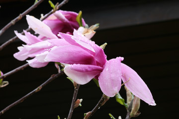 raindrops on magnolia 