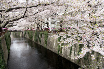 Tokyo, Japan - April 10, 2017: Cherry blossom or Sakura at Meguro Canal in Tokyo, Landmark see of cherry blossom season