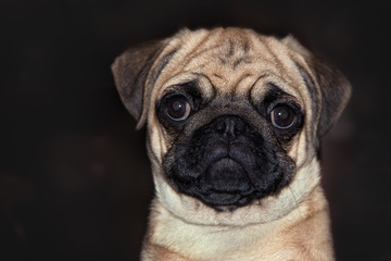 Pug young dog portrait on dark brown background
