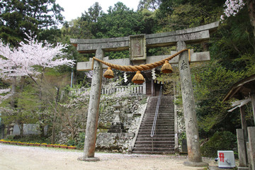 鳥居と桜