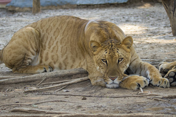 Naklejka premium Image of a liger on nature background. Wild Animals.