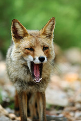 Fuchs im Nationalpark der Maremma