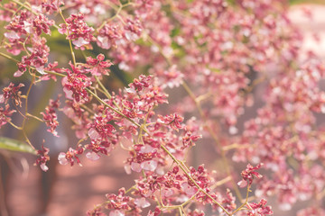 orchid flowers with leaves