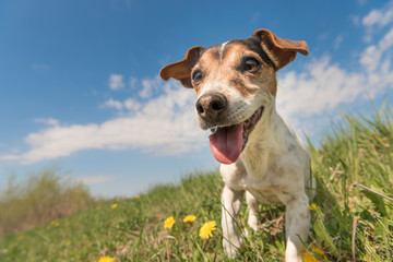 Jack Russell sitzt in einer Frühlingswiese - 10 Jahre alter glatthaariger  tricolorer Hund