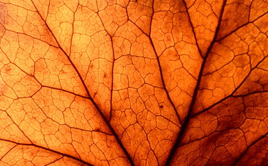 Abstract leaf veins