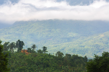 mount Halcon in the clouds,Mindoro island,Philippines