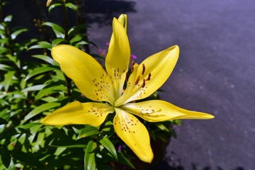 Obraz premium 原尻の滝