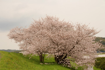 土手の桜