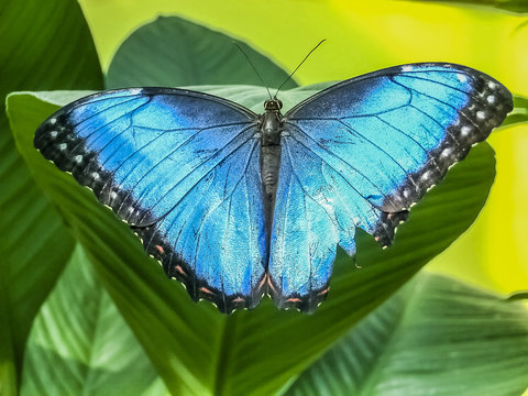 A beautiful blue morpho butterfly perched on a leaf
