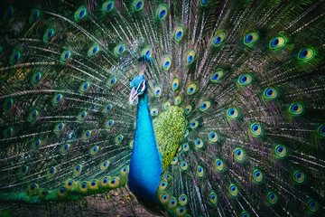 Obraz premium Image of a peacock showing its beautiful feathers. wild animals.