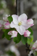 Vertical macro shot of blooming in spring  flowers of apple tree