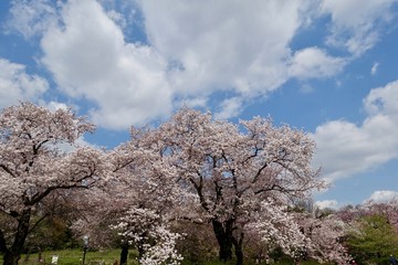 神代植物公園の桜