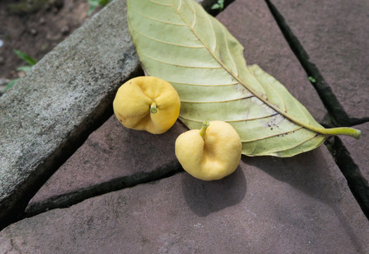 Yellow Artocarpus Lacucha Roxb, Herbal plant