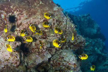 Raccoon butterfly fish in Hawaii 