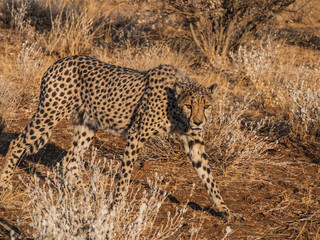 Fototapeta na wymiar Cheetah in Otjitotongwe Cheetah Farm, Namibia