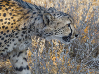 Cheetah in Otjitotongwe Cheetah Farm, Namibia