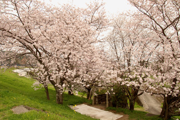 桜と鳥居