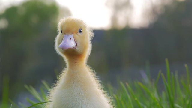Cute domestic gosling sitting in green grass outdoor. 4k